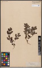 Foto von Salix aurita L.
